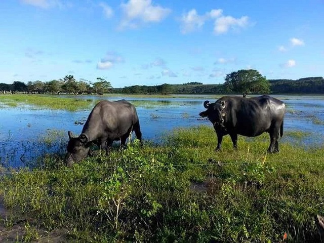 Fazenda para Venda em Santana do Itararé - 1