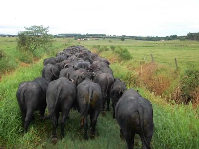 Fazenda para Venda em Santana do Itararé - 7