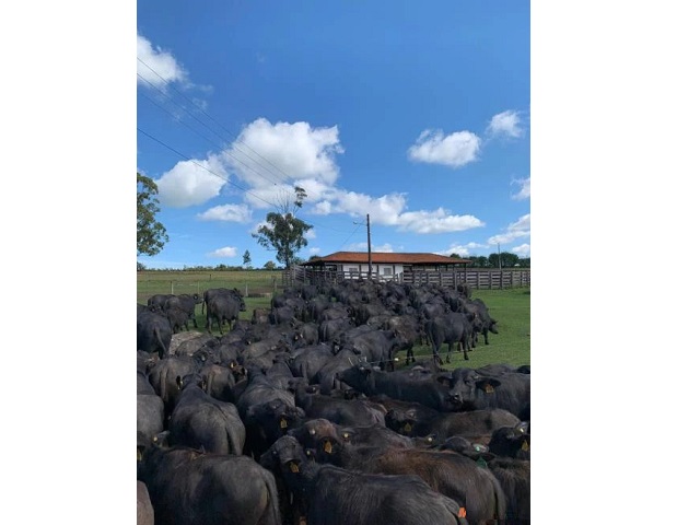 Fazenda para Venda em Santana do Itararé - 9