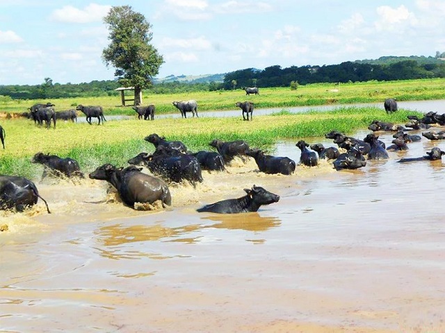 Fazenda para Venda em Santana do Itararé - 8