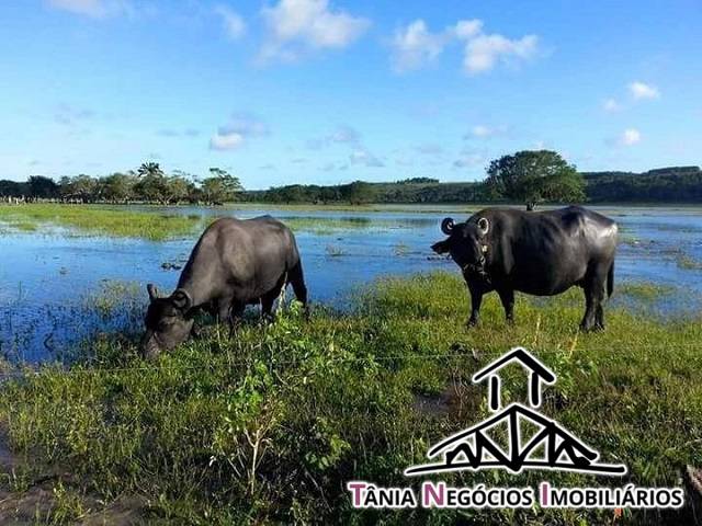 #7005 - Fazenda para Venda em Santana do Itararé - PR - 1