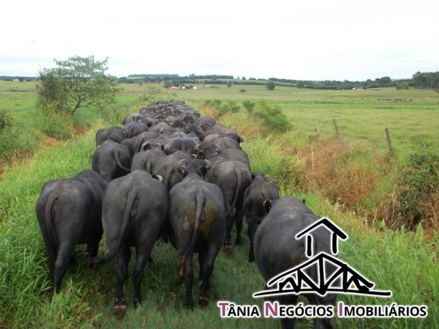 Fazenda para Venda em Campininha - 7