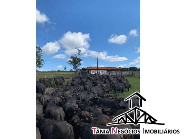 Fazenda para Venda em Campininha - 9