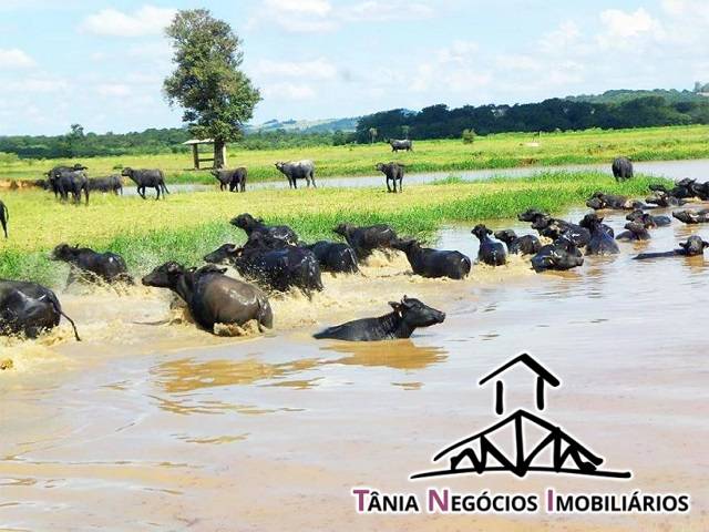 Fazenda para Venda em Campininha - 8