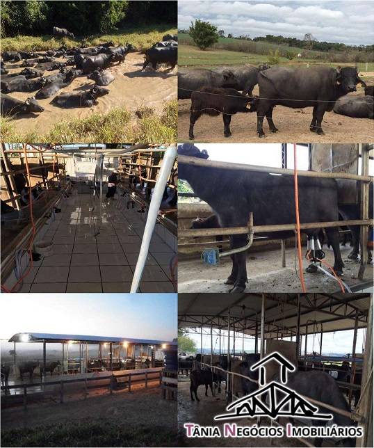 Fazenda, 298 hectares - Foto 3