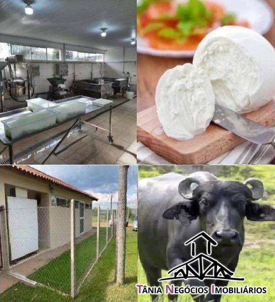 Fazenda, 298 hectares - Foto 5